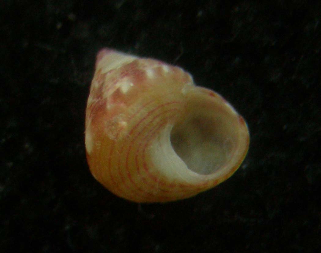 jujubinus karpanthoensis